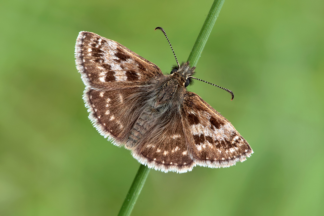 Dingy Skipper 1